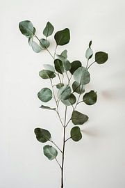 Eukalyptus von Poster Art Shop