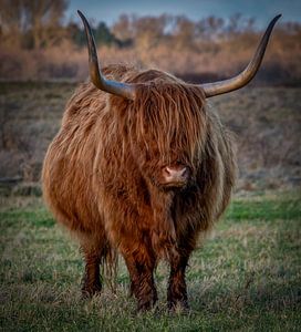 Le Scottish Highlander dans une réserve naturelle sur Marjolein van Middelkoop