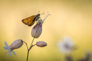 Ein kleiner Schmetterling von Gonnie van de Schans