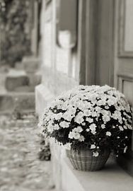 blooming flowers in a basket as decoration in front of a house entrance by Heiko Kueverling