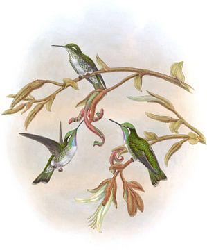 White-belde Cacique, John Gould van Hummingbirds