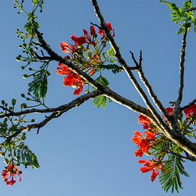 Flamboyant boom von Mirella Klas