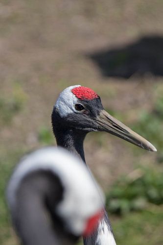 Een relaxte kraanvogel