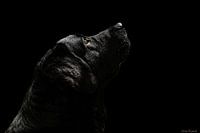 Fine Art Porträt eines Hundes auf schwarzem Hintergrund
