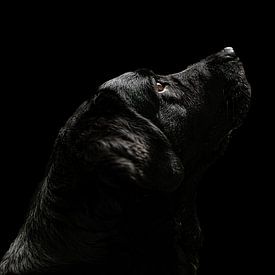 Fine Art portret van een hond op zwarte achtergrond van Irene Ruysch fotografie