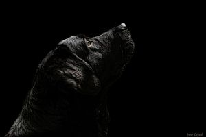 Fine Art Porträt eines Hundes auf schwarzem Hintergrund