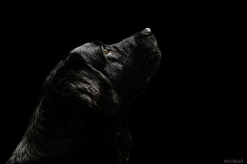 Fine Art Porträt eines Hundes auf schwarzem Hintergrund von Irene Ruysch fotografie