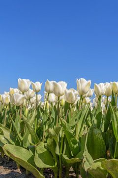 Witte tulpen in de zon van Patrick Herzberg