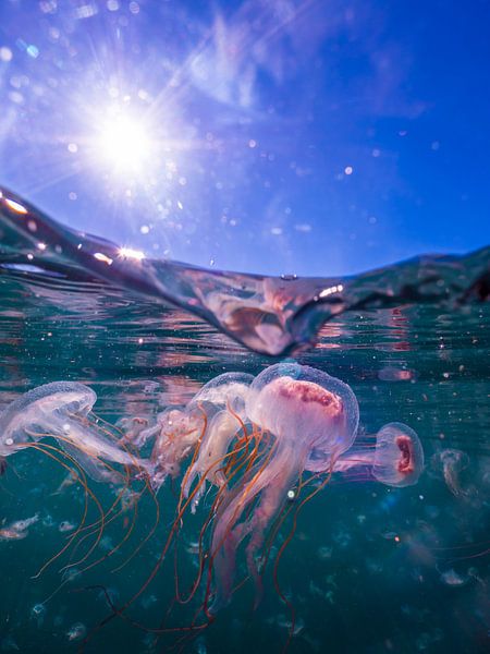 jellyfish in the harbor of Simons town by thomas van puymbroeck