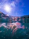 jellyfish in the harbor of Simons town by thomas van puymbroeck thumbnail