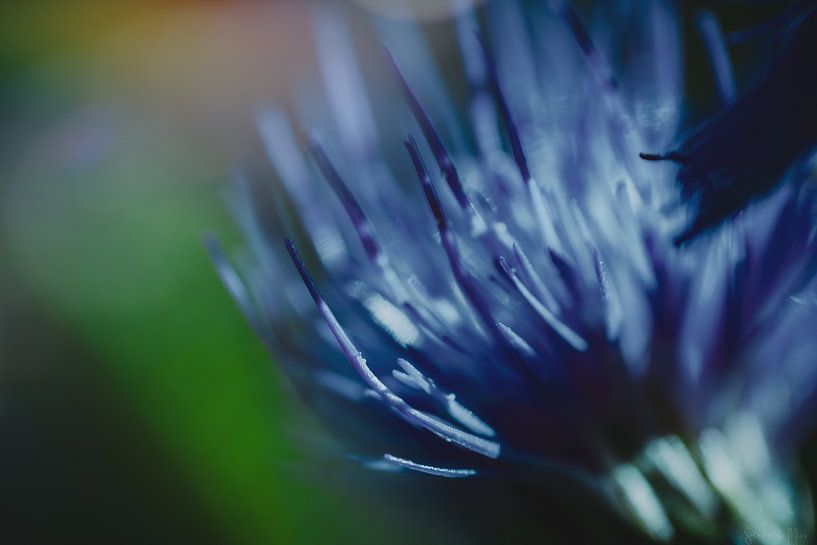 Magical Flowers - 1 by Shanna van Mens Fotografie