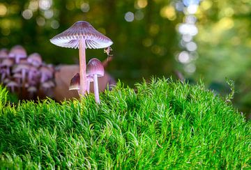 Zicht op een mooie paddenstoel in het bos van Andreas Völkel