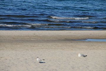 Möwen im Sand von Roswitha Lorz