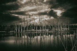 trees circle by Jan Brand