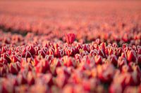 Eenzame Tulp