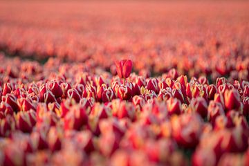 Eenzame Tulp van Valerie de Bliek