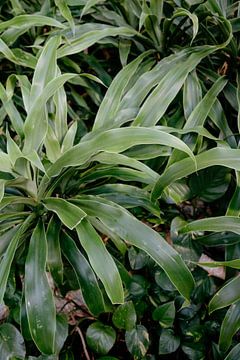 Plant van Myrthe Vlasveld