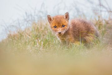 schattig van Pim Leijen