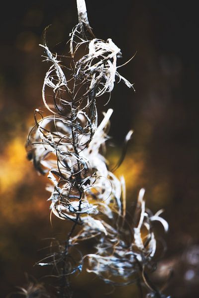 Style my Home series by Liberty Ragazza Biesma by Liberty Biesma