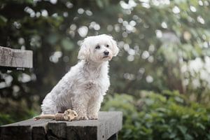 Maltezer hond op picknick bank, met groen van struiken op de achtergrond van Elisabeth Vandepapeliere