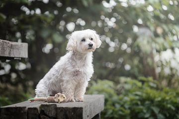 Maltese dog on picnic bench, with green of bushes in background by Elisabeth Vandepapeliere