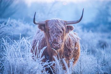 Schotse hooglande op een koude winterochtend.