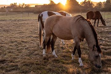 Pferdetrio im Sonnenlicht von Thomas Riess