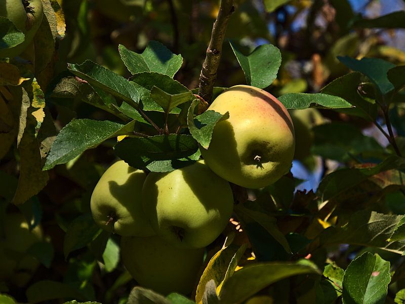 Rijpe appels aan een appelboom in de herfst van Timon Schneider