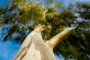 Eucalyptus tree in the wind by Dieter Walther
