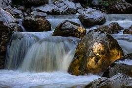 Coup de projecteur sur la fuite des vaches