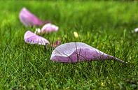 Gefallenen Blätter einer Magnolie von Frans Blok Miniaturansicht