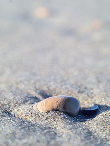 Strand met schelp