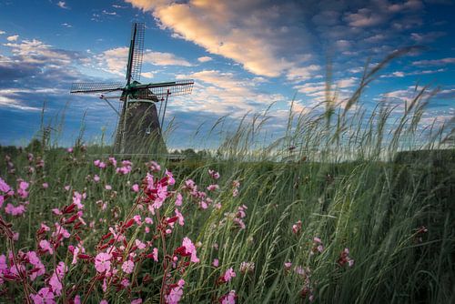 Windesheimer molen