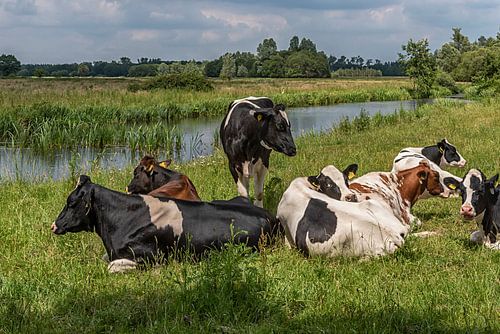 Along the barrel barrel