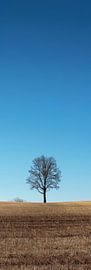 Einsamer Baum von Poster Art Shop