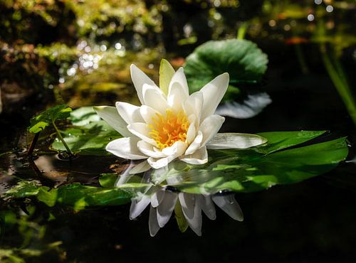 Waterlelie bloei in de tuinvijver