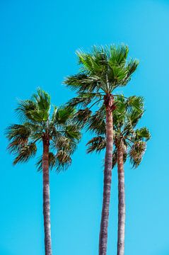 Drie hoge palmbomen van C. Nass