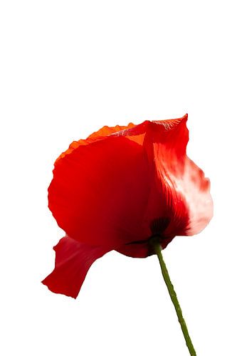 Le coquelicot