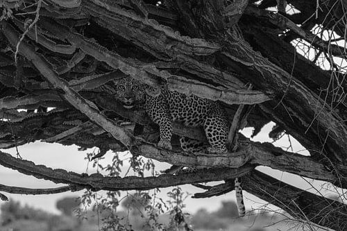 Léopard dans un arbre, Ouganda, Noir et blanc