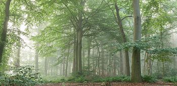 Nebel im Wald