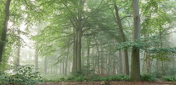 Mist in het bos van KB Design & Photography (Karen Brouwer)