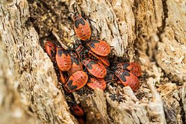 Kriebelbeestjes in de tuin