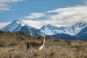 Een lama in Patagonia national part op de route van de carretera austral van Kevin Pluk