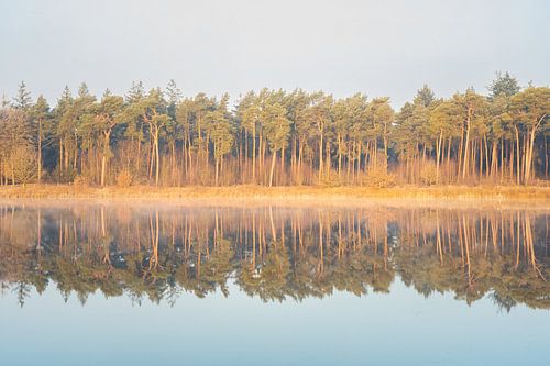 Spiegelung der Bäume im Wasser bei Sonnenaufgang