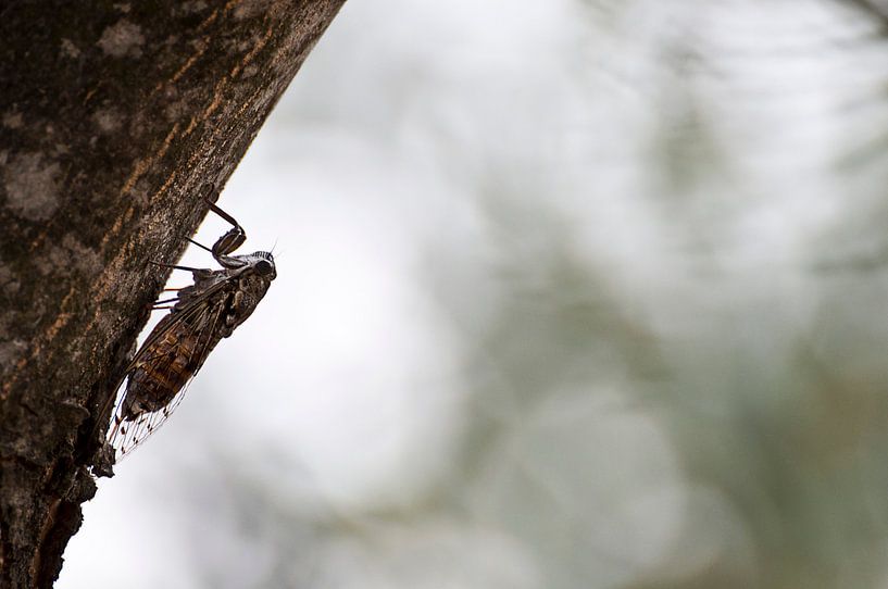 Cicade par Mees Tempelaar