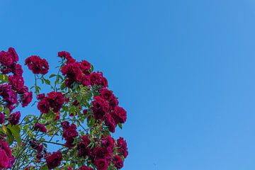 Rozen in de lucht van Yolanda Hettema