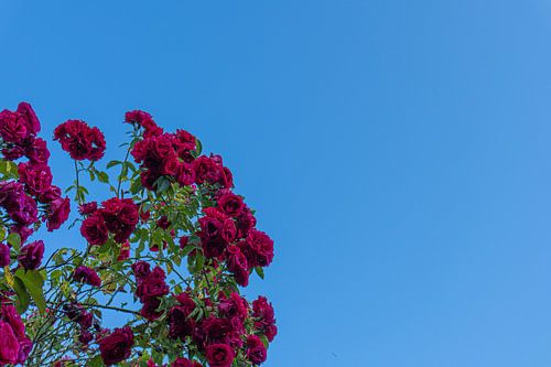 Roses in the sky