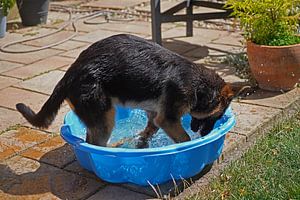 17 Wochen alte Schäferhündin (Welpe) beim baden