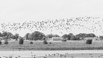 Fliegender Schwarm von Kiebitzen über Vreugderijkerwaard