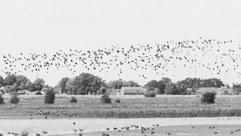 Flying swarm of lapwings over Vreugderijkerwaard by SchumacherFotografie